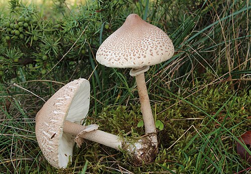 Zitzen-Riesenschirmling (Macrolepiota mastoidea)