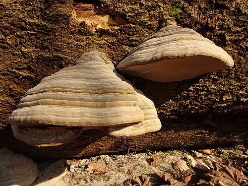 Zunderschwamm (Fomes fomentarius)
